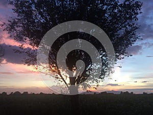 The dividing tree / Puesta de sol photo